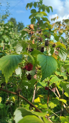 Продам участок 4,2 соток, Фермерское хоз., БИС ул, Нижний Тагил г, 0 км от города