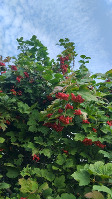 Продам участок 4,2 соток, Фермерское хоз., БИС ул, Нижний Тагил г, 0 км от города