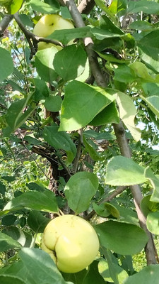 Продам участок 4,2 соток, Фермерское хоз., БИС ул, Нижний Тагил г, 0 км от города