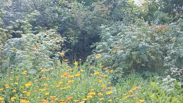 Продам участок 4,2 соток, Фермерское хоз., БИС ул, Нижний Тагил г, 0 км от города