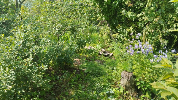 Продам участок 4,2 соток, Фермерское хоз., БИС ул, Нижний Тагил г, 0 км от города