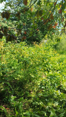 Продам участок 4,2 соток, Фермерское хоз., БИС ул, Нижний Тагил г, 0 км от города