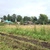 Продам участок 30 соток, ЛПХ, Акулово д, 0 км от города