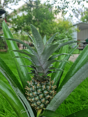 Продам гостиницу 215 м2, Благодарный пер, 17, Анапа г