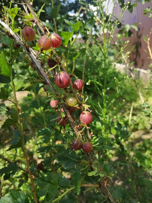 Продам дом, Пятигорская ул, Казань г, 0 км от города