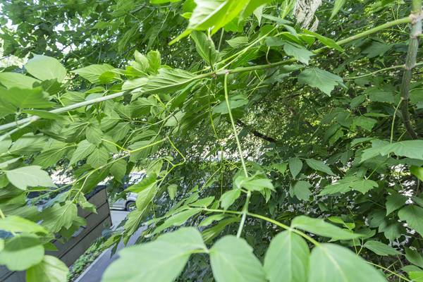 Продам многокомнатную квартиру, Большая Черёмушкинская ул, 2к4, Москва г