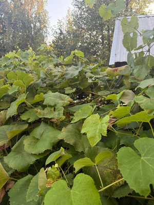Продам дачу, Тан ул, Казань г, 0 км от города