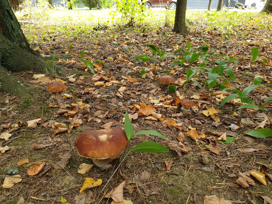 Продам коттедж, Рябиновая ул, 2/1, Прохорово д, 0 км от города