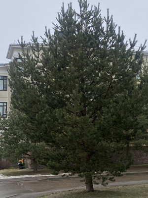 Продам двухкомнатную (2-комн.) квартиру, Павловский б-р, 8, Новинки д