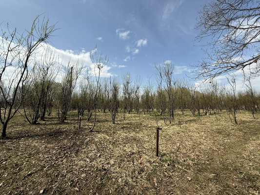 Продам участок 30 соток, Фермерское хоз., 1-я Дачная ул, Веслево д, 0 км от города