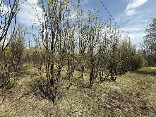 Продам участок 30 соток, Фермерское хоз., 1-я Дачная ул, Веслево д, 0 км от города