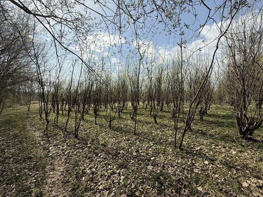 Продам участок 30 соток, Фермерское хоз., 1-я Дачная ул, Веслево д, 0 км от города