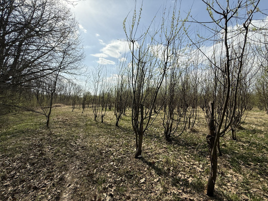 Продам участок 30 соток, Фермерское хоз., 1-я Дачная ул, Веслево д, 0 км от города