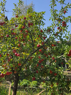 Продам дачу, СНТ Анис тер, 12, Подольской машинно-испытательной станции п, 0 км от города