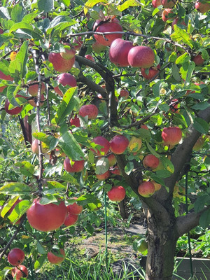 Продам дачу, СНТ Анис тер, 12, Подольской машинно-испытательной станции п, 0 км от города