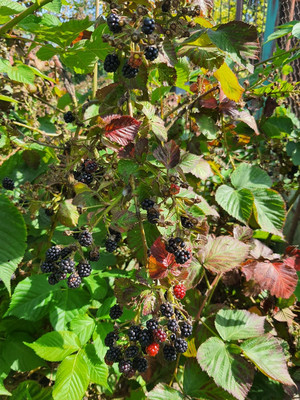 Продам дачу, СНТ Анис тер, 12, Подольской машинно-испытательной станции п, 0 км от города