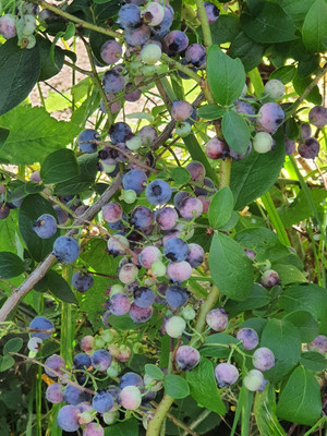 Продам дачу, СНТ Анис тер, 12, Подольской машинно-испытательной станции п, 0 км от города