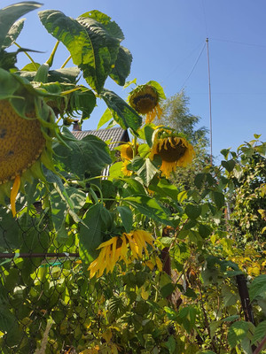 Продам дачу, СНТ Анис тер, 12, Подольской машинно-испытательной станции п, 0 км от города