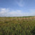 Продам землю для коммерческого использования 10 соток, Фермерское хоз., Северная ул, 1, Красный х