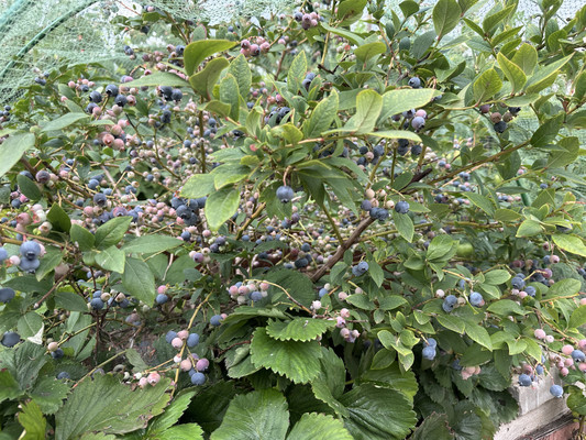 Продам коттедж, Новая ул, Ташкирмень с, 0 км от города