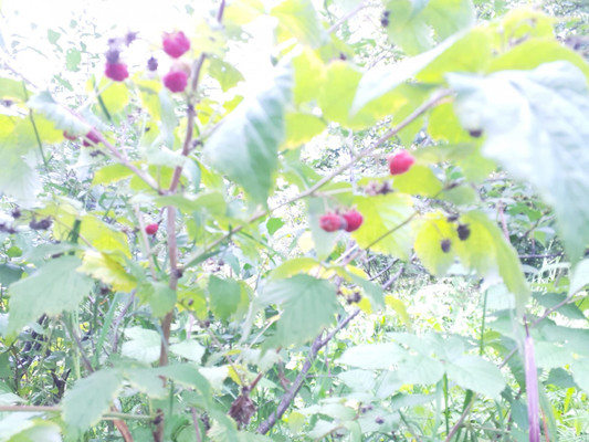 Продам участок 4,2 соток, Фермерское хоз., БИС ул, Нижний Тагил г, 0 км от города