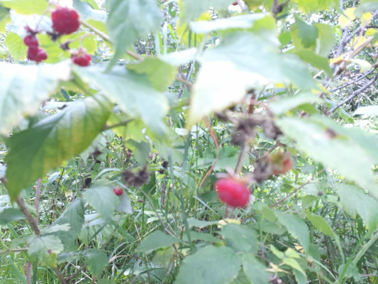 Продам участок 4,2 соток, Фермерское хоз., БИС ул, Нижний Тагил г, 0 км от города