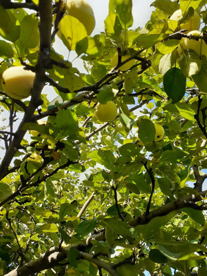 Продам участок 4,2 соток, Фермерское хоз., БИС ул, Нижний Тагил г, 0 км от города