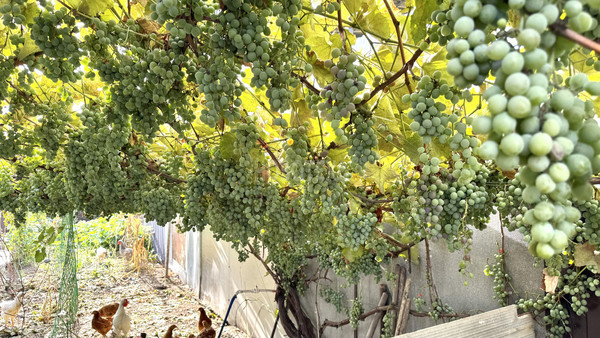 Продам дом, Майкопская ул, 74, Родниковская ст-ца, 0 км от города