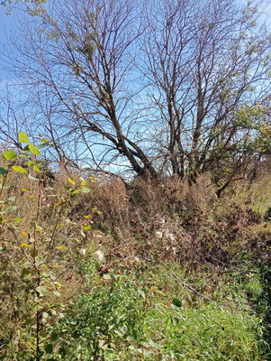 Продам участок 12 соток, ИЖС, Летово д, 0 км от города