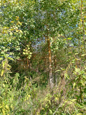 Продам участок 12 соток, ИЖС, Летово д, 0 км от города