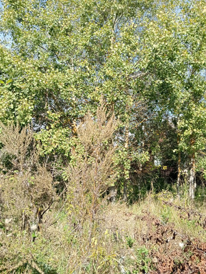 Продам участок 12 соток, ИЖС, Летово д, 0 км от города