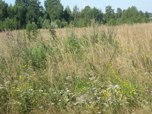 Продам участок 20 соток, ИЖС, Бордуки д, 0 км от города