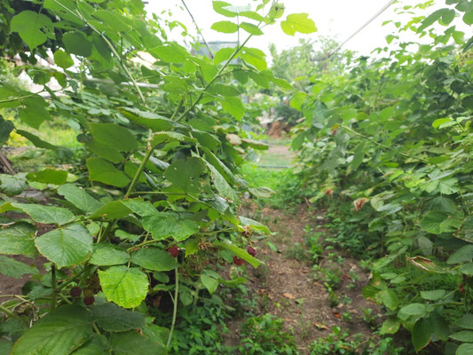 Продам дачу, Ялинский (Судоремонтник тер. СНТ) пер, 39, Астрахань г, 0 км от города