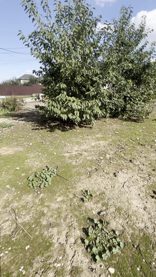 Продам участок 4,5 соток, ИЖС, Балова ул, Кенже с, 0 км от города