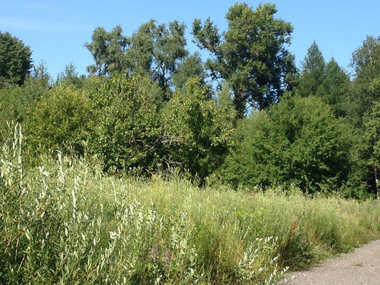 Продам участок 18,34 соток, ИЖС, Динамо ул, Зеленоградский дп, 0 км от города