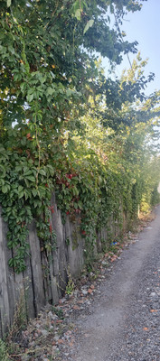 Продам участок 6,7 соток, Фермерское хоз., Дружбы ул, 170, Воронеж г, 0 км от города