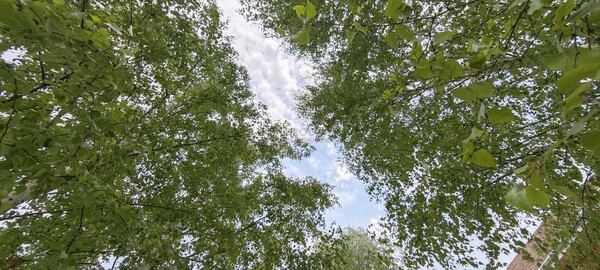 Продам дом, Рябиновая ул, 5, Сидорово д, 50 км от города