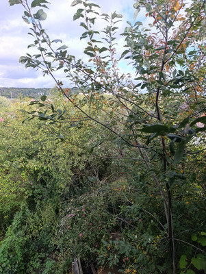 Продам дачу, Мереняшева ул, Пенза г, 0 км от города