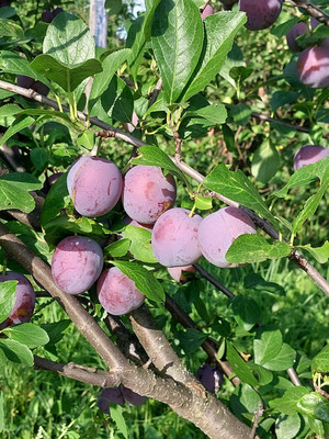 Продам дом, Ленина ул, 269, Пильна рп, 0 км от города