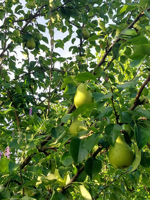 Продам дом, Ленина ул, 269, Пильна рп, 0 км от города