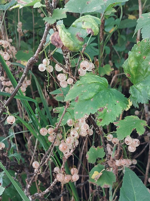 Продам дом, Ленина ул, 269, Пильна рп, 0 км от города