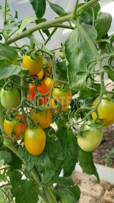 Продам дом, Зелёная ул, 7, Кабардинская ст-ца, 0 км от города