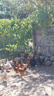 Продам дом, Зелёная ул, 7, Кабардинская ст-ца, 0 км от города