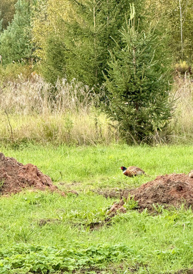 Продам участок 9 соток, Садоводство, Дружноселье п, 0 км от города