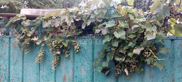 Продам дом, Степная ул, 34, Темижбекская ст-ца, 0 км от города