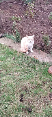 Продам дом, Степная ул, 34, Темижбекская ст-ца, 0 км от города