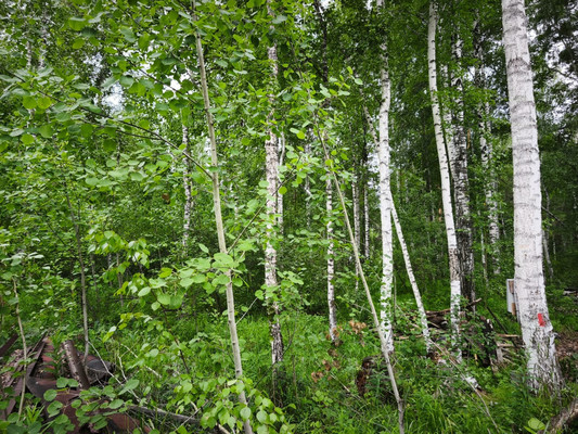 Продам участок 10 соток, Садоводство, Красная поляна тер. ДНТ, 0 км от города