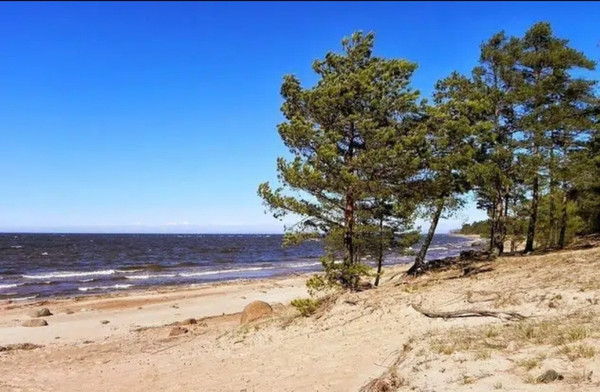 Продам участок 13,22 соток, Фермерское хоз., Лесная ул, Сосновый Бор г, 0 км от города