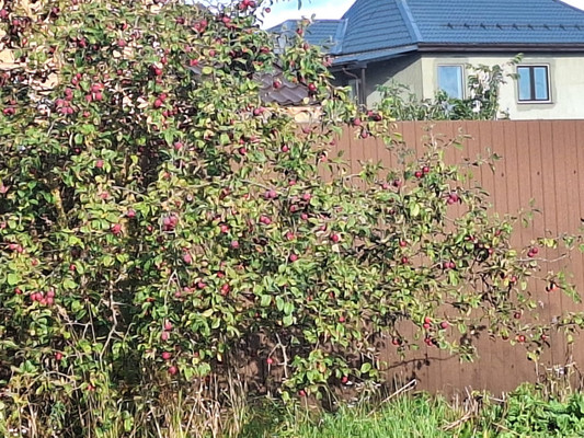 Продам дом, Сосновый Аромат тер. СНТ, 157, Васькино д, 0 км от города