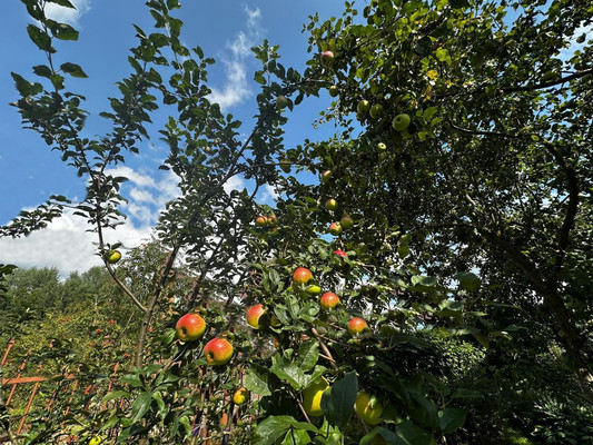 Продам дом, Березовая ул, Чехов г, 0 км от города